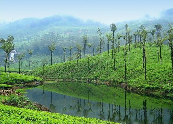 A view of the plantations in Valparai
