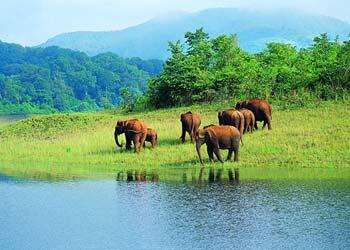 Elephants at the Periyar wildlife Sanctuary