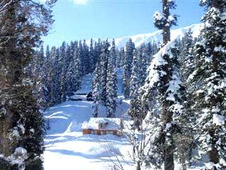 Snowcapped trees of Gulmarg