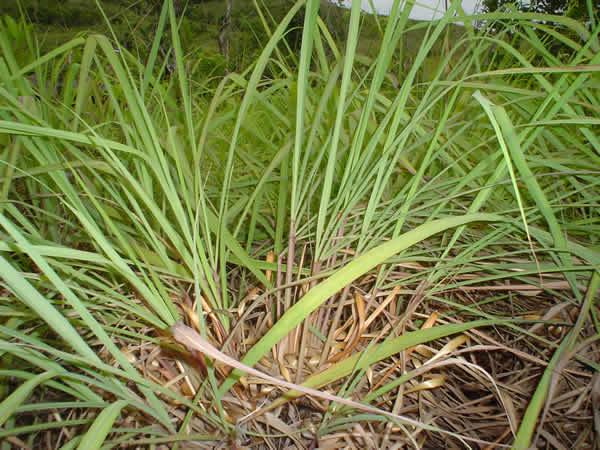 Citronella 