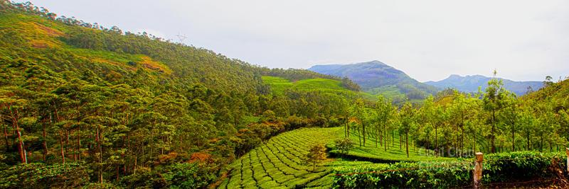 Munnar view