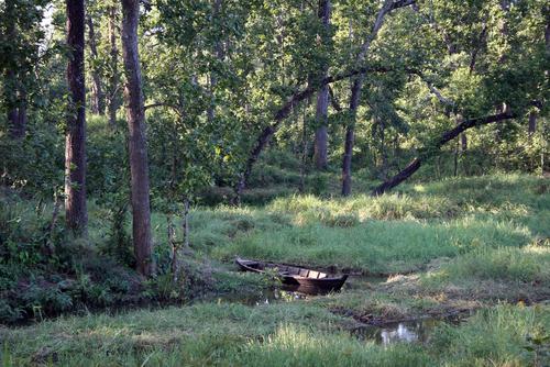 View of the forests in Chitwan National Park