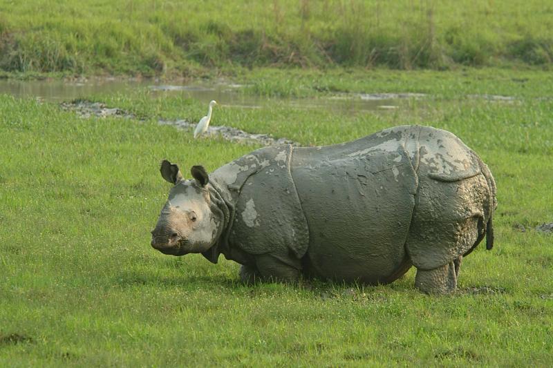 An exciting voyage in Kaziranga National Park