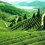 Tea Plantations in Darjeeling